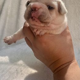 French Bulldog Puppies from Hope Mountain French Bulldogs