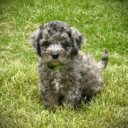 Rowlf- Price 2500. - Blue merle male Aussiedoodle puppy in Midlothian, Texas from Gray Doodles