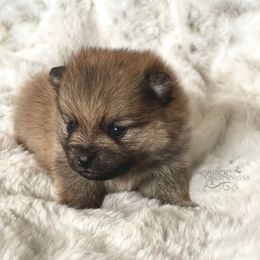 Pomeranian and Pomsky Puppies from Designer Pomeranians