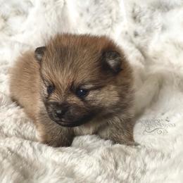 Pomeranian and Pomsky Puppies from Designer Pomeranians