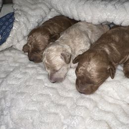 Poodle Puppies from J&K Kennels