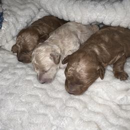Poodle Puppies from J&K Kennels