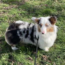 Ziggy - American Corgi