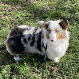 Ziggy - American Corgi