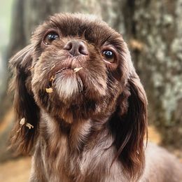Ruby - Shih Tzu
