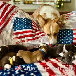American Corgi Puppies from Patriot American Corgi