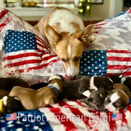 American Corgi Puppies from Patriot American Corgi