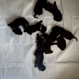 Bernedoodle, Goldendoodle, and Sheepadoodle Puppies from Dhalia’s Doodles