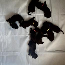 Bernedoodle, Goldendoodle, and Sheepadoodle Puppies from Dhalia’s Doodles