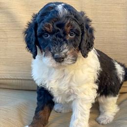 Bernedoodle and Goldendoodle Puppies from Shining Star Doodles