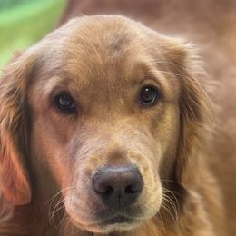 Truly - Golden Retriever