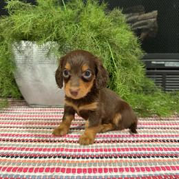 Roxy - Chocolate and tan female Dachshund puppy in Stilwell, Oklahoma from B & K Dachshunds