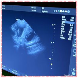 Labrador Retriever Puppies from Commander Labradors