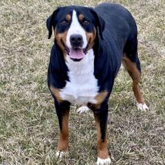 Greater Swiss Mountain Dogs from Sharon Snoke