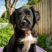 Border Collie, Golden Retriever, and Sporty Mix Puppies from Turbo Border Collies & Coltrievers