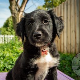 Border Collie, Golden Retriever, and Sporty Mix Puppies from Turbo Border Collies & Coltrievers