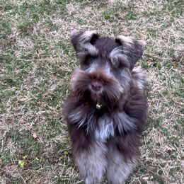 Rusty - Miniature Schnauzer