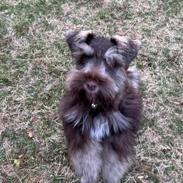 Rusty - Miniature Schnauzer