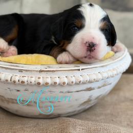 Maserati - Tri-color female Bernedoodle puppy in Henry, Illinois from Rowe Farms Doodles