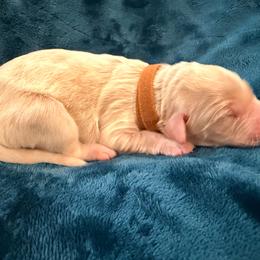 Santa - Cream male Goldendoodle puppy in Lufkin, Texas from Maggnificent Doodles
