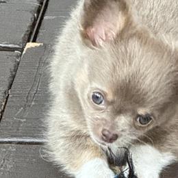 Chihuahuas from Rosemont Chis