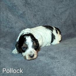 Pollock - Black and white male Cockapoo puppy in Sunset, Louisiana from Cano Cockapoos