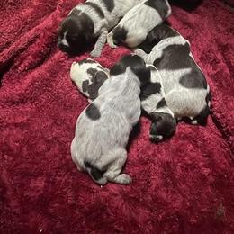 Girl 1 - female Wirehaired Pointing Griffon puppy in Georgia from Kamiah Kennels