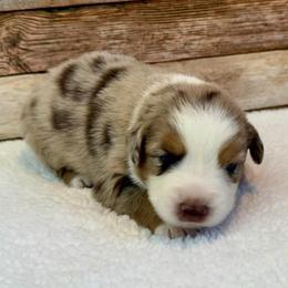 Wendy - Red merle female Miniature Australian Shepherd puppy in Midway, Texas from L Bar W Aussie Ranch