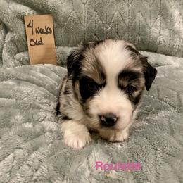 Roulette - Blue merle female Australian Shepherd puppy in Wisconsin Dells, Wisconsin from Nicara kennel