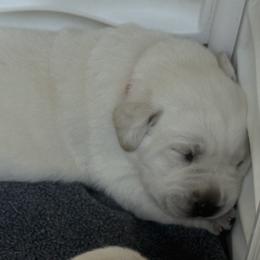 Girl 4 - Yellow female Labrador Retriever puppy in Kingfield, Maine from Maynard’s Labs