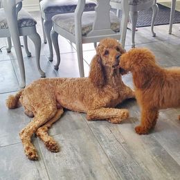 Bernedoodles and Poodles from The Elegant Poodle