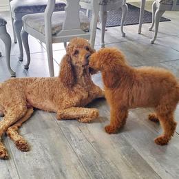 Bernedoodles and Poodles from The Elegant Poodle