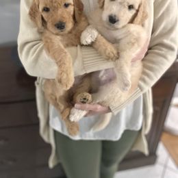 Goldendoodle Puppies from Lowe Lands Doodles