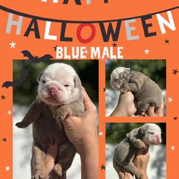 Blue collar male - Lilac tri-color male Bulldog puppy in Oxnard, California from Pech Family Bulldogs