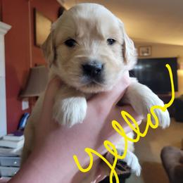 Yellow collar - Light golden male Golden Retriever puppy in Brush Prairie, Washington from Paradise Peaks