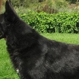 Nitro - German Shepherd