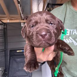 Green - Chocolate male Labrador Retriever puppy in Newton Grove, North Carolina from Wayalife Labradors & Gsp’s