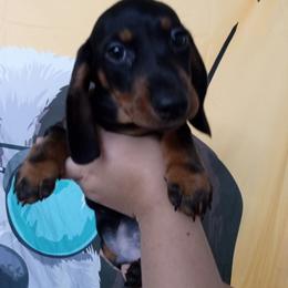 Dachshund Puppies from A&R Dachshund