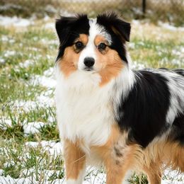 Miniature Australian Shepherds and Toy Australian Shepherds from Setting Sun Aussies