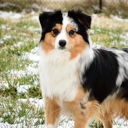Miniature Australian Shepherds and Toy Australian Shepherds from Setting Sun Aussies