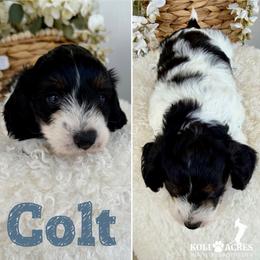 Colt - AKC - Silky - Black and tan male Dachshund puppy in Kemp, Texas from Koli Acres