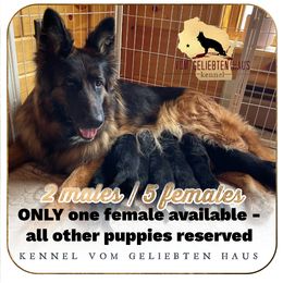 RESERVED - Black and red male German Shepherd puppy in Menomonie, Wisconsin from Vom Geliebten Haus