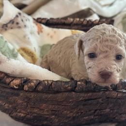 Cumin - Cream female Poodle puppy in Haines City, Florida from Noelle Poodles