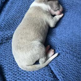 Primrose - White and fawn brindle female Whippet puppy in Clinton, Tennessee from Ivanhoe Borzoi