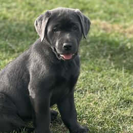 Labrador Retrievers from Nussbaum Acres