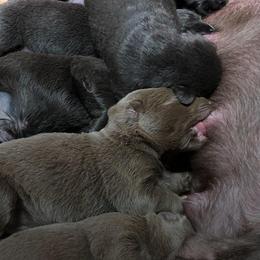 Dilute Retriever Puppies from Weathervane Labs