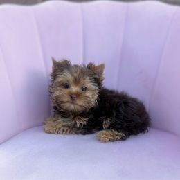 Bambi - Chocolate and tan female Yorkshire Terrier puppy in Surprise, Arizona from Enchanted Yorkies