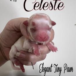 Celeste - Cream female Mi-Ki puppy in Middleburg, Florida from Elegant Tiny Paws