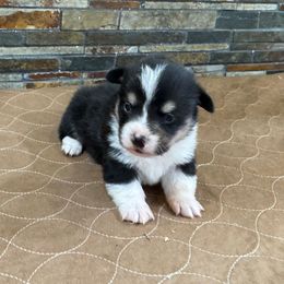 Boy 2 - Black and tan male Pembroke Welsh Corgi puppy in Visalia, California from VIP Stables
