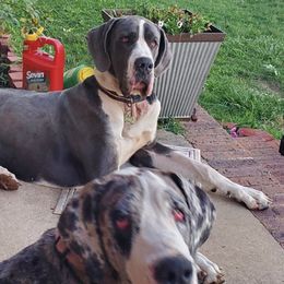 Great Danes from Newton's AKC Great Dane's
